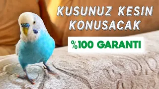 1 SAAT BOYUNCA DİNLET, KUŞUN KONUŞSUN | MUHABBET  KUŞU KESİN KONUŞTURMA