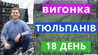 18 ДЕНЬ 📆 ВИГОНКА ТЮЛЬПАНІВ 🌹 В ТЕПЛИЦІ 🆘 ПОРВАЛО ПЛІВКУ НА ТЕПЛИЦІ