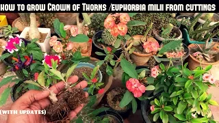 Grow Crown of Thorns/Euphorbia Milii From Cuttings (Fast N Easy)