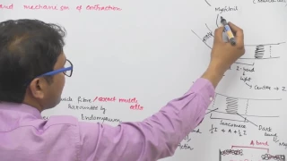 Skeletal Muscle Structure & Contraction Mechanism - Dr. Rajeev Ranjan | NEET Video Lectures