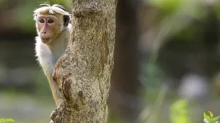 How Hierarchy Decides Everything in Toque Macaque Society