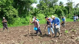 Mira como se siembra el maíz en Guatemala