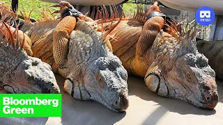 Florida's Iguana Invasion Is Heating Up | VR 180