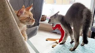 Котенок-инопланетянин первый раз вышел из своей комнаты и встретил мейн-кунов с барханными котами