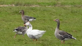 Feral domestic goose with greylags