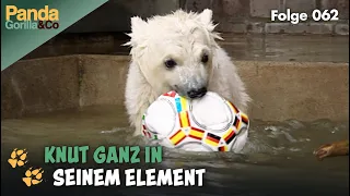 Eisbär Knut lernt schwimmen im Zoo und zweite Chance für Ameisenbär Griseline | Panda, Gorilla & Co.