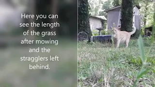 Mowing Tall Grass With Debris   Push Reel Mower