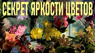 ХОТИТЕ ЯРКИЕ ЦВЕТЫ У ОРХИДЕЙ? СЕКРЕТ ЯРКОСТИ ЦВЕТОВ НАСЫЩЕННОГО ЦВЕТА У ОРХИДЕИ ПРОСТ!