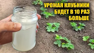 КЛУБНИКИ БУДЕТ В 10 РАЗ БОЛЬШЕ ЕСЛИ СДЕЛАТЬ ЭТО В МАЕ ВЕСНОЙ