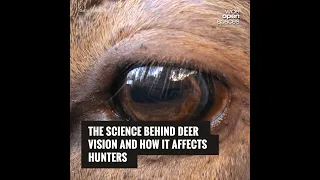 The Science Behind Deer Vision and How It Affects Hunters