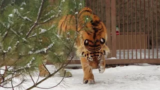 Тигр Елисей. Вторая зима в Харьковском зоопарке