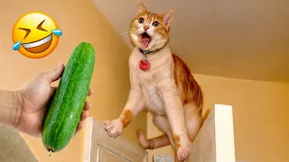 I would die laughing for these FUNNIEST Cats 😍 Funniest Cat Reaction 😹#1