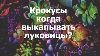 Крокусы когда выкапывать луковицы?