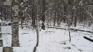 Охота по белой тропе с русской гончей Караем! Его Первый заяц!