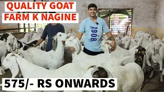 2/4 Dant khassi Khubsurat Vaccinated  Quality Goat Farm Bhiwandi Near Chand Tara Masjid