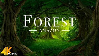 Forest 4k - The World’s Largest Tropical Rainforest | Relaxation Film with Calming Music