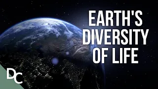 A Close Look at Earth's Incredible Diversity of Life | Wonderful World | Documentary Central