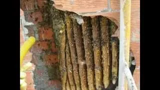 Extracción de colonia de abejas de un edificio - apicultura - Español captura enjambre