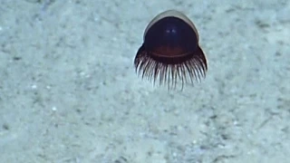 Tiny Jellyfish Sighting | Nautilus Live