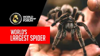 World’s Largest Spider