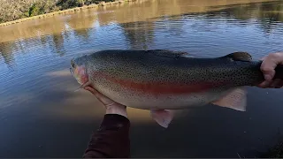 Fishing for Monster Rainbow Trout