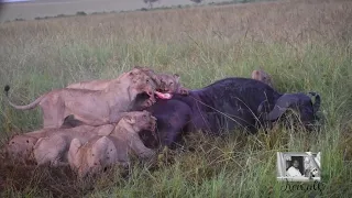 Lionesses eat buffalo alive before male lions appear to kill him