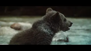 The Bear / L'ours (trailer)