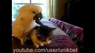 Кот в рабстве у попугая Cat in slavery parrot