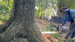 Fast & Easy !! Cut down 2 trembesi trees in the banana garden.