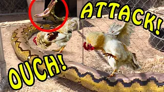 Python enters Chicken Coop -- Big Mistake!