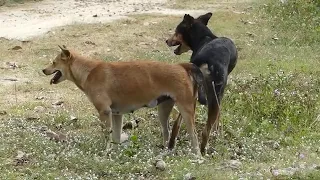 dog meeting video in village for the summer season।। rural dogs first time speed  Meeting successful