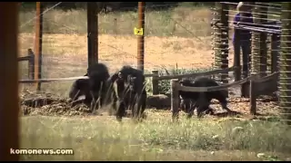 Chimps experience the outdoors for the first time after enduring almost 40 years of medical testing.