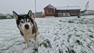 Husky Has A Snow Day At His New Home For Christmas