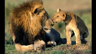 Africa Lion Wildlife Hindi Documentary | Hindi Language Documentary.