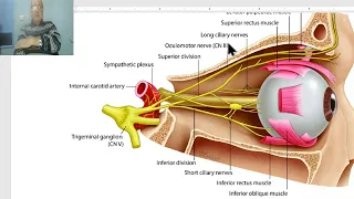 Anatomy of head and neck module in Arabic 42 (Optic nerve) , by Dr. Wahdan