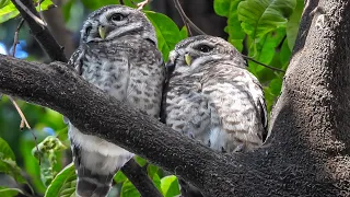 Spotted Owlet (पिंगळा)l Kothrud l Shot by Nikon Coolpix P950 #bird #shortvideo #wildlife #youtube  🦉