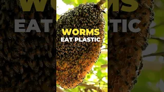 Epic Worms Eat #Plastic | #Pollution #Environment