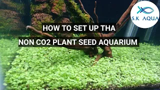 How to setup the carpet plant | Tamil | SK Aqua | SK Aquatic |