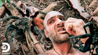 Comer o morir: Las comidas más raras y extremas | Desolado con Ed Stafford| Discovery en Español