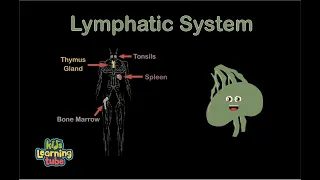 The Human Body /Lymphatic System Song /Anatomy