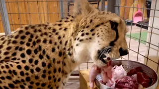 Cheetah Gerda and her prey. The cute cheetah chews bones with skill )