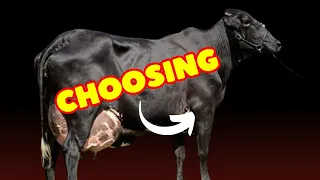 Choosing the Right Girolando Cattle for Your Farm