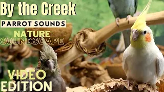 Forest & Parrot Sounds by the Creek Soundscape | 3+ Hours | Parrot TV for Your Bird Room🌲