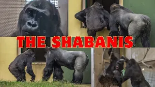 Annie glares at Nene.Kiyomasa warns her. Hello, the Shabani Troop!⎮HIGASHIYAMA ZOO⎮東山動植物園ゴリラシャバーニの群れ