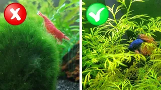 My Honest Review of 10 "Beginner" Aquarium Plants