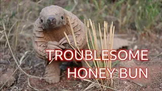 Honey Bun the pangolin: The naughty 'dinosaur' you've never heard of - BBC