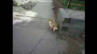 Cat on a leash - Freak Out!