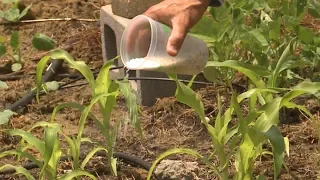 Fertilizing (Side Dressing) Corn – This Week in the Garden