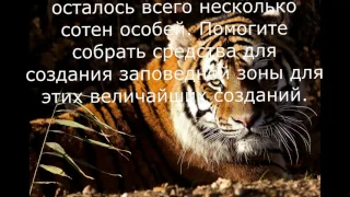 Спасите тигров
