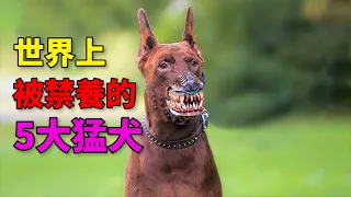 世界上被“禁養”的5大猛犬，“殺人犬”殺人後，結局如何？